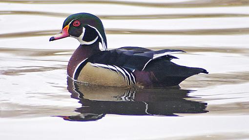 Wood Ducks-drake-wood-duck-2.jpg