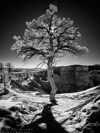 Bryce Tree I-dsir2204_filtered-vf.jpg