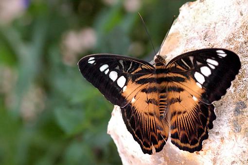 Unidentified Butterfly and Rock-butterfly.jpg