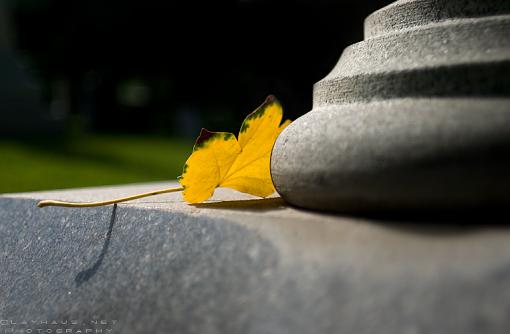 Leaf and Pillar-cemetery.jpg