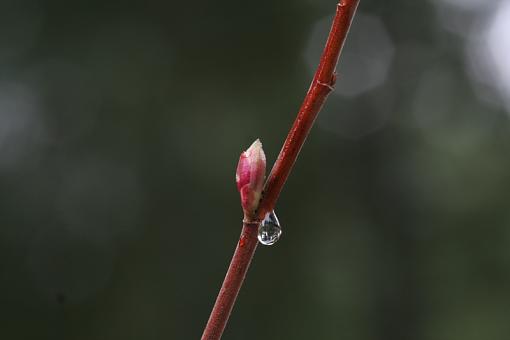 This bud is for you...-bud-resized.jpg