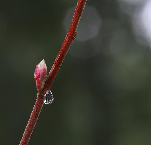 This bud is for you...-bud-cropped.jpg