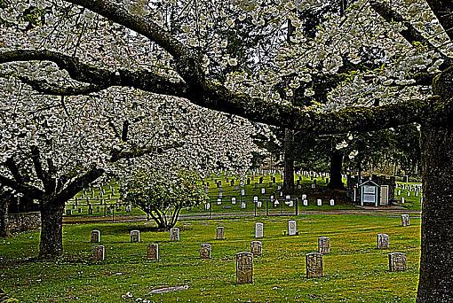 Spring in the graveyard-dsc_1575-medium-.jpg