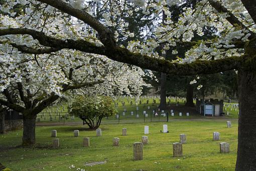 Spring in the graveyard-replaced.jpg