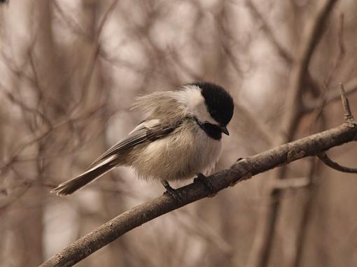 Another E-520 Shot Chickadee-chickadee8x6.jpg