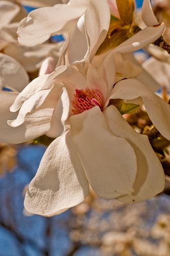 cherry blossom season-blossomcloseup.jpg