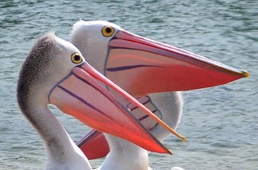 Three in one-pelican-head2.jpg