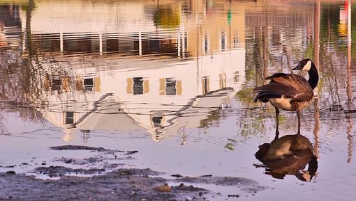 goose pond-goosereflect.jpg