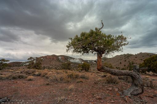 Gnarled Tree-clay7297_8_9-edit.jpg