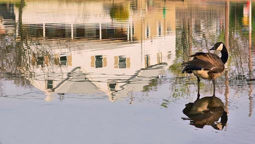 goose pond-goosereflect.jpg