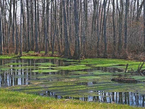 Another in the Swamp Series-alabama-swamp-s.jpg