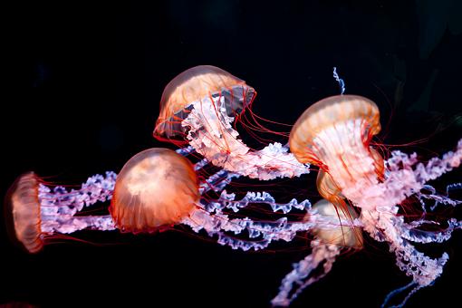 Jellies-jelly.jpg