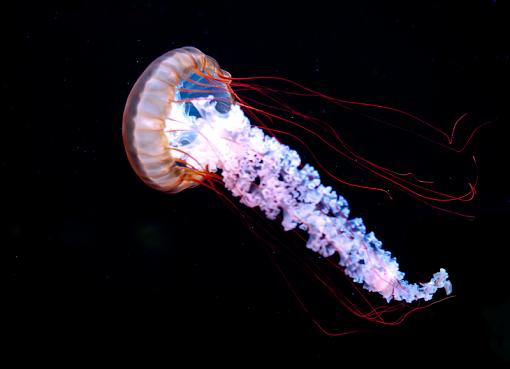 Jellies-img_2153-84.jpg