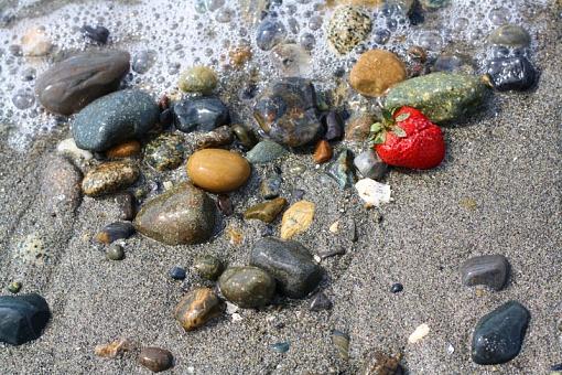 Shore Strawberry-img_3777.jpg