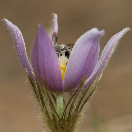 Making Lemonade-purple-flower-bee-sm.jpg