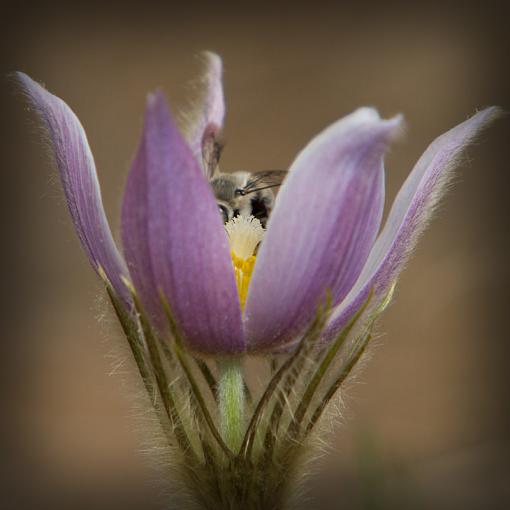 Making Lemonade-purple-flower-bee-sm-vig.jpg