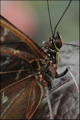 Owl Spotted Butterfly-owl.jpg