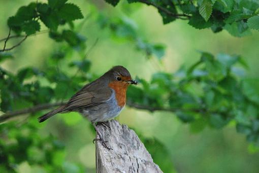 Chasing Robin-rsz_1rsz_dsc_1655.jpg