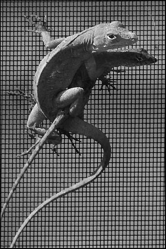 Lizard Love (PG 13)-lizardlove.jpg