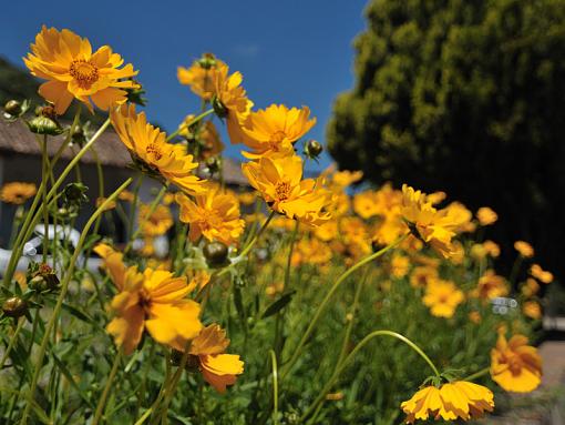 Yellow flowers-bdsc_8779-800-sooc.jpg