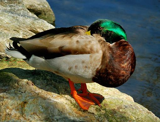 1 Eyed Duck Stare-1-eyed-duck-stare.jpg