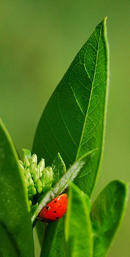 Milkweed Lady Bug-milkweed-ladybug.jpg