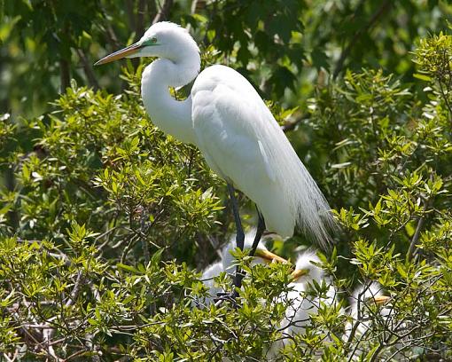 Mother Egret @ Magnolia Plantation-mother-egret-chicks-1-1-.jpg