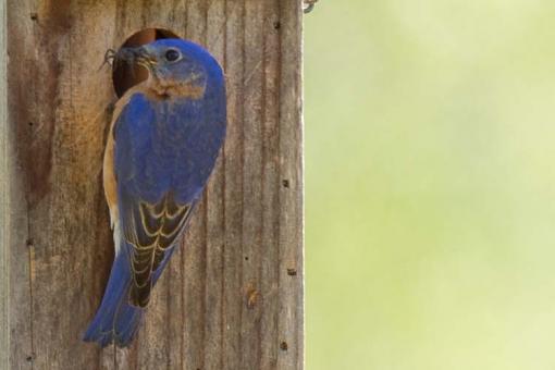 Bluebird with cricket-bluebird-cricket-50%25-1-1-.jpg