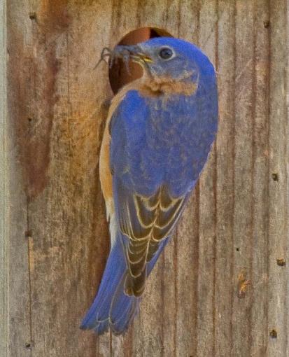 Another Bluebird shot-bluebird-cricket-50%25-1-1-.jpg