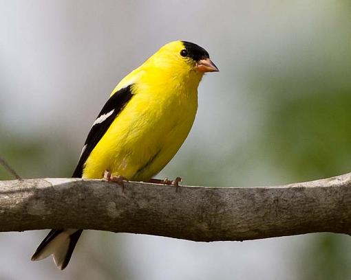 Mountain Goldfinch-goldfinch-critique-1-1-.jpg