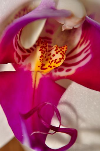 orchid-orchidcloseup.jpg