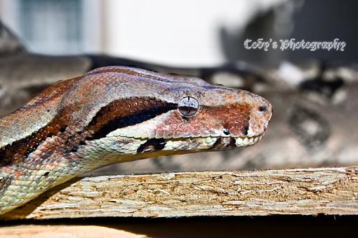 Head Shot-_mg_0077.jpg