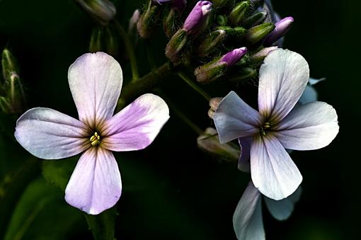 Wild Flowers-imgp1684jrs.jpg