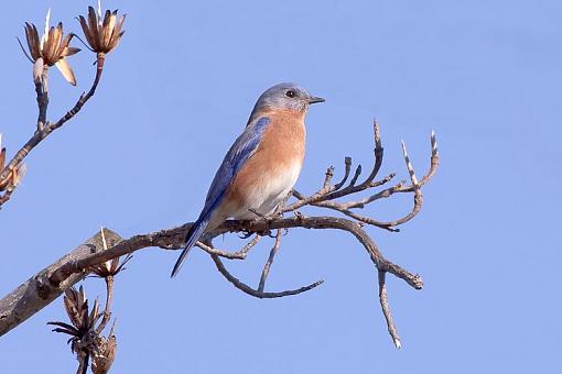 Bluebird-bluebird-ii-1-1-.jpg