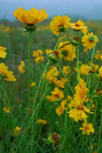 Spider Web-dsc_5835c.jpg