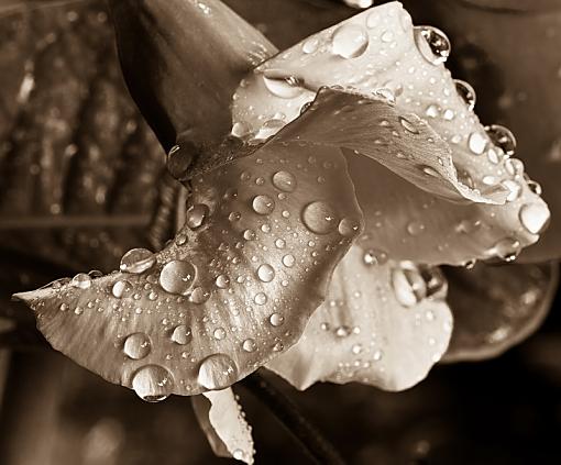 Drops in Sepia-dropsrs.jpg