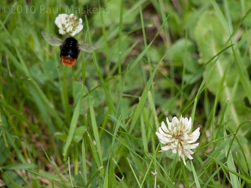 clover/bee-_6135918.jpg