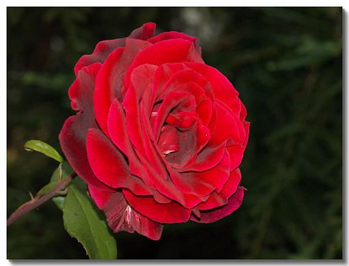 Blood Red Rose-rose.jpg