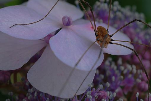 Daddy Long Legs-dsc_5886a.jpg