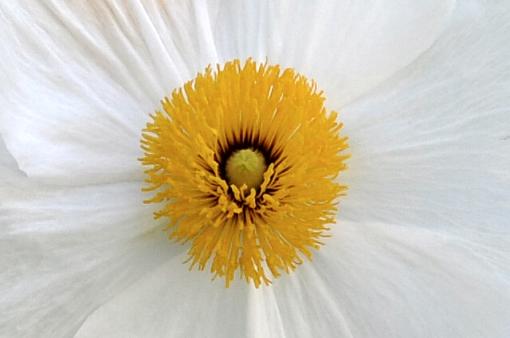 Flowers and the Bee-csc_0135b.jpg