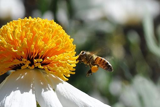 Flowers and the Bee-csc_0115b.jpg