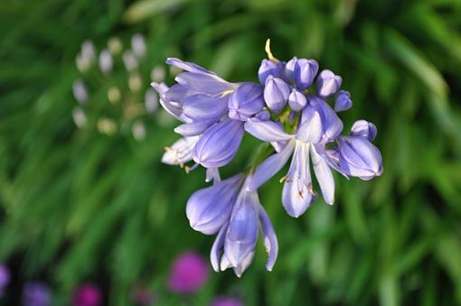 Flowers and the Bee-dsc_0286b.jpg