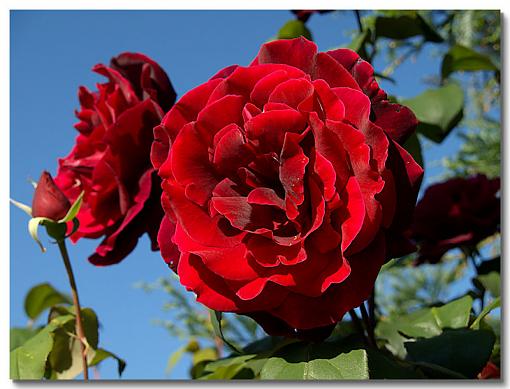 Blood Red Rose (2)-rose.jpg