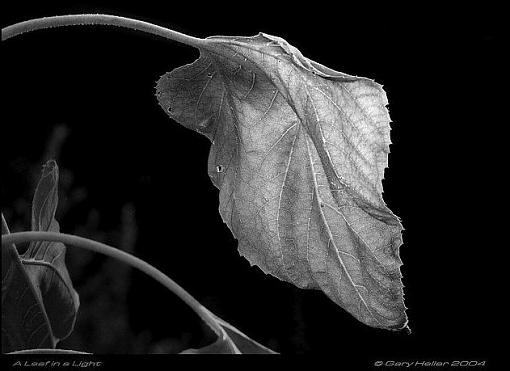 Leaf in a Light-leaf0804-090903xbwweb.jpg