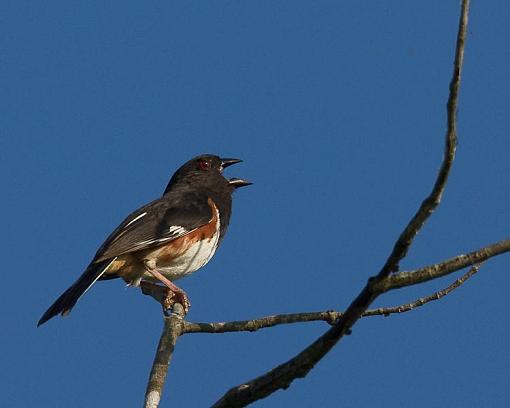 Singing his heart out-singing-his-heart-out-1-1-.jpg