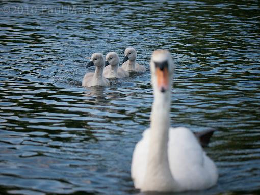 line astern-_1050936.jpg