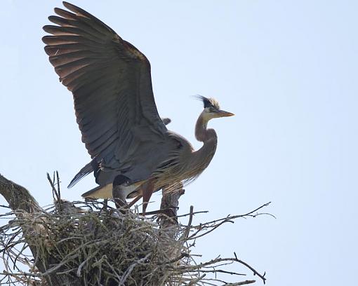 Heron with Babies II-heron-babies-1-1-.jpg