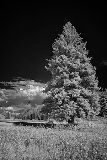 Big Pine in Big Cottonwood Canyon-imgp1878-vf.jpg