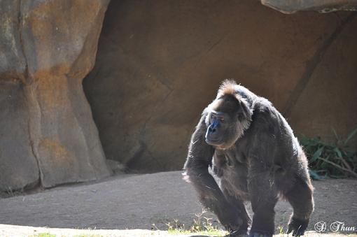 Zoo animals 2-dsc_1591resize.jpg