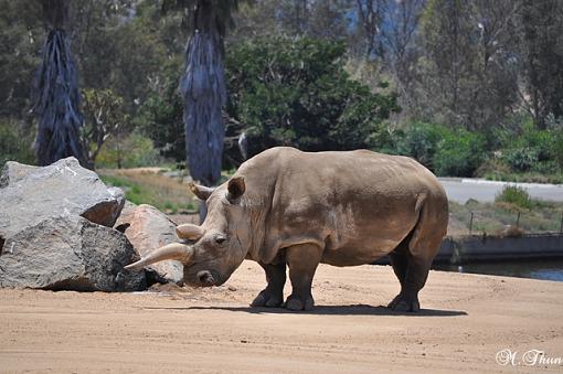 Zoo animals 2-dsc_1446resize.jpg